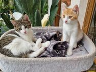 Zwei Tigerbabys, Emily und Sigi, auf der Suche nach einen gemeinsamen neuem Zuhause! Abgabe mit Schutzvertrag! - Feldkirchen-Westerham