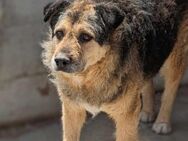 Notfall Gnadenplatz gesucht! Bärchen 13J - Düsseldorf