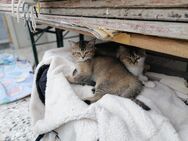 Vier BKH-Perser Kitten suchen ein neues Zuhause - Ühlingen-Birkendorf