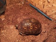 Mexikanische Prachterdschildkröte - Hamm