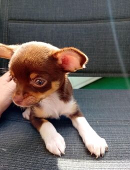 Mini Mäuse bald Abgabebereit - Östringen