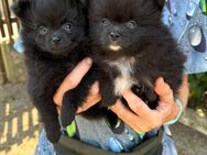 Sehr süße Pomeranian Zwergspitz Mädels - Harburg (Schwaben)