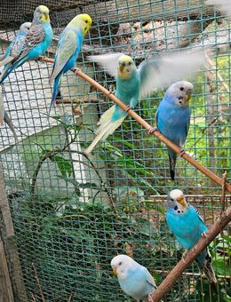 Wellensittich Regenbogen 🌈 jung und alt vom Züchter direkt DKB - Wiesbaden