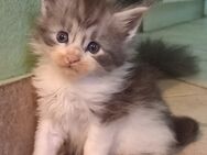 Maine Coon Kater 2 - Ruhland Zentrum