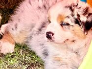 Australian Shepherd Welpen - Dürnau (Regierungsbezirk Stuttgart)