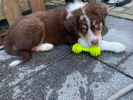 Super süße Australian Shepherd Welpen