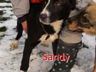 SANDY❤ Eilig! sucht Zuhause/Pflegestelle - Langenhagen