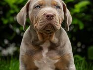 Xl Bully Welpe - Osterholz-Scharmbeck