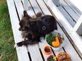 Chihuahua/Spitz Mischling, Tyson, sucht neues und liebevolles Zuhause in 08371