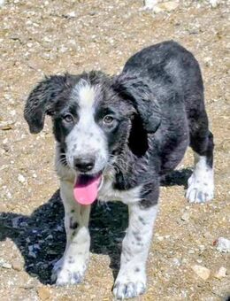 Joy wünscht sich ein liebevolles Zuhause - Oberhausen