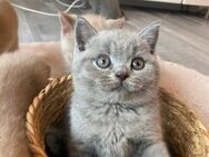 2 reinrassige BKH Kitten zu verkaufen. Bei Interesse gerne melden - Herne Zentrum