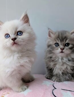 BKH Kitten 3 Jungs und 1 Mädchen Point mit blauen Augen - Borkheide