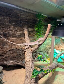 Zwergbartagame inkl. Terrarium zuverkaufen - Düsseldorf