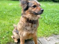 Freya - intelligent&bewegungsfreudig - Löwenberger Land