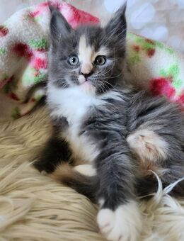 =^..^=Bezaubernde Maine Coon kitten mit Stammbaum aus seriöser Zucht =^..^= - Bad Berleburg