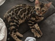 Bengal Kitten - Haar