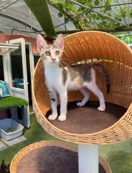 💖 Süße Miezekatze Kaly 💖 - Eislingen (Fils)