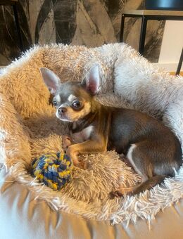 Reinrassige Chihuahua Lilac Hündin - Hanau (Brüder-Grimm-Stadt) Wolfgang