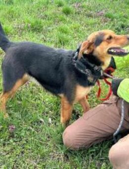 Gombi sucht sein Für-Immer-Zuhause - Nordwalde