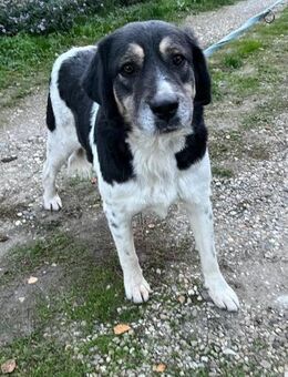 Vorsichtige Hera - Neustadt (Rübenberge)