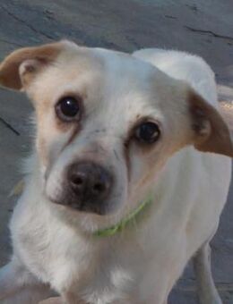 Cani - lieber Chihuahua- Mischlingsrüde - Bad Camberg