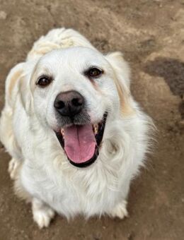 GAETANO - so schön wie ein Coverboy - Dänischenhagen