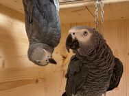 Graupapagei Pärchen sucht neues Zuhause - Dürrwangen