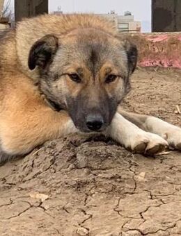 Die verschmuste Adriana - Weilmünster