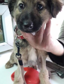 Welpe Pufa wurde einfach ausgesetzt - Großefehn