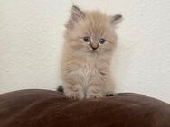 Wunderschöne BLH kitten abzugeben - Frankfurt (Main) Altstadt