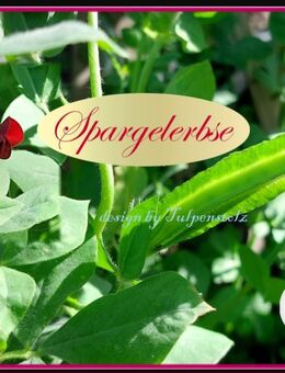 ♥ BIO Spargelerbse Alte Gemüsesorte,Samen,essbar Garten Tulpenstolz Salat Gemüse Saatgut - Hamburg