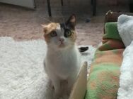 Bella; kleiner Glückspilz - Geilenkirchen