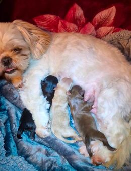 Shih poo Welpen suchen auf Lebenszeit ihr Zuhause - Glandorf