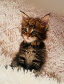 Finn ...Reinrassiges Maine Coon Kitten mit Stammbaum in 46238