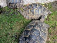 Zuchtgruppe Maurische.Landschildkröten - Braunsbedra