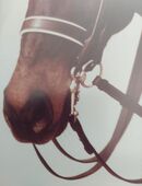 Kandare Trense Zaum Zügel Kieffer WB Gr. 1 Olivenkopf Gebiss in 85617