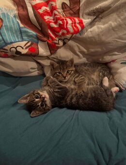 Lieber kleiner Kater sucht ab Anfang Januar ein liebevolles Zuhause - Rüdersdorf (Berlin)