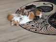 Kitten - Maincoon Mix in 26817