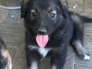 🌸Herziges Welpenmädchen Lia🐶🌼 - Eislingen (Fils)