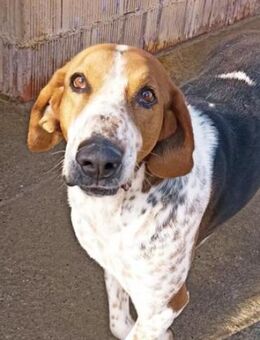 PEPET - Charmanter Clown - Karben