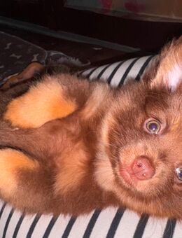 Süße Zwergspitz Chihuahua Welpen zu verkaufen. - Delmenhorst