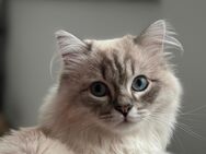 Heilige Birma Kater suchen neues Zuhause - Luckenwalde