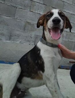 ♡Toti♡ süßer Hundemann sucht sein Glück - Alfeld (Leine)