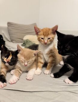 Süße Kitten suchen neues Zuhause - Burscheid