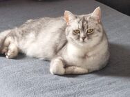 Babykatze und Mutter - Saarbrücken