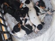 Pinscher-Mix-Welpen süße Racker suchen ein Zuhause✨ - Friedrichshafen