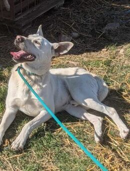 Kefir sucht nach seinen Menschen - Nordwalde