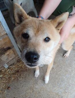 Biszu, offen, freundlicher Shiba Inu - Remagen