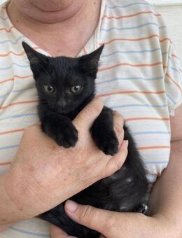 Kleines Katzenmädchen Pixie - Rambin