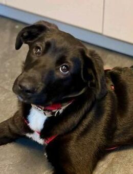 Blacky sucht ein Zuhause - Enger (Widukindstadt)